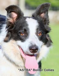 Astra Bute, Black and white Border Collie